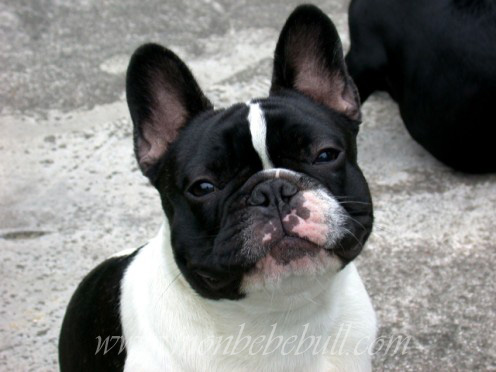 Pied French Bulldog @ monbebebull.com.jpg